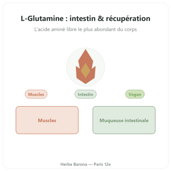 L-Glutamine 750 mg – 60 gélules – Dynveo – Kyowa Quality presentation Paris Herba Barona