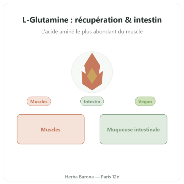 L-Glutamine Dynveo POUDRE Kyowa Quality 150g presentation Paris Herba Barona
