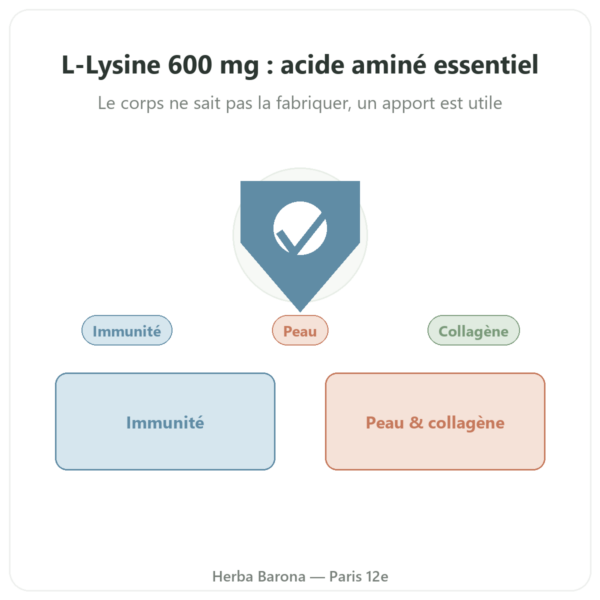 L-Lysine 600 mg – Dynveo – 90 gélules – Acide aminé essentiel presentation Paris Herba Barona