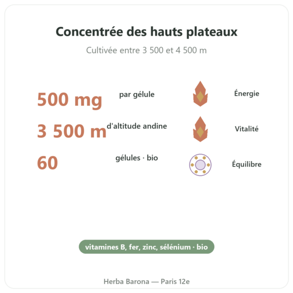 Maca bio concentrée 500mg – 60 gélules de DYNVEO bienfaits et chiffres Paris Herba Barona
