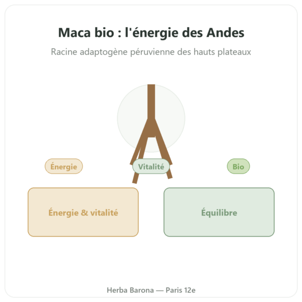 Maca bio concentrée 500mg – 60 gélules de DYNVEO presentation Paris Herba Barona