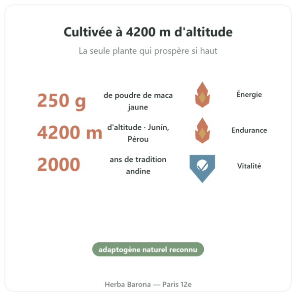 Maca Bio poudre Pederoso – Saldac – 250 g bienfaits et chiffres Paris Herba Barona