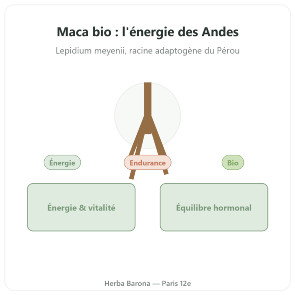 Maca Bio poudre Pederoso – Saldac – 250 g presentation Paris Herba Barona