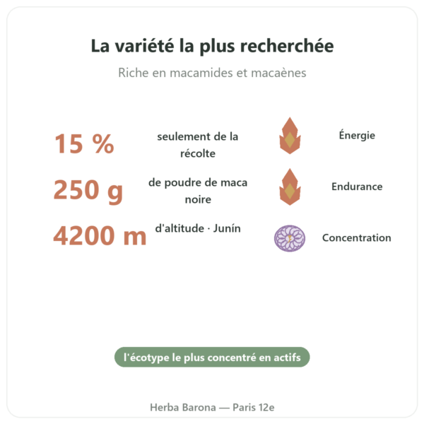 Maca Noire Bio poudre Pederoso – Saldac – 250 g bienfaits et chiffres Paris Herba Barona