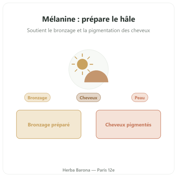 Melanine Dynveo 350mg Peptides Hydrolysées 60 gélules presentation Paris Herba Barona