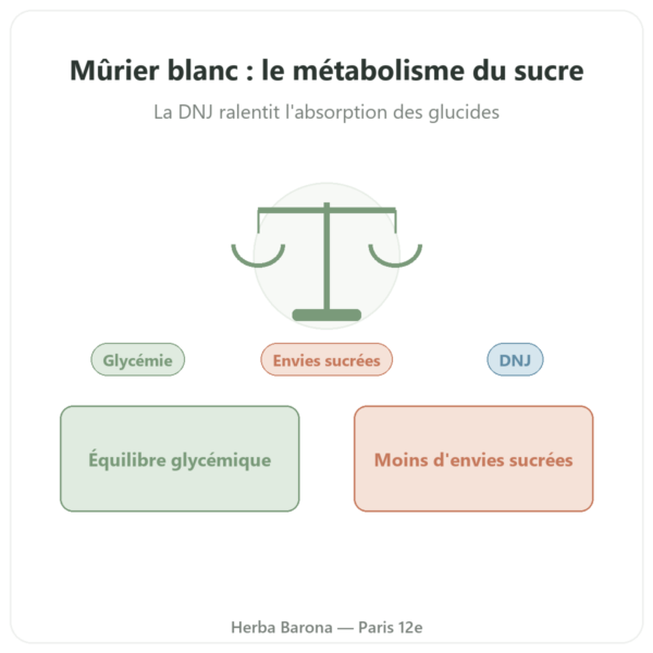 Murier Blanc – titré à 5% en DNJ – 60 gélules – DYNVEO presentation Paris Herba Barona