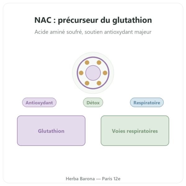 NAC (N-acétylcystéine) 1000 mg -120 tablets – Now Foods presentation Paris Herba Barona