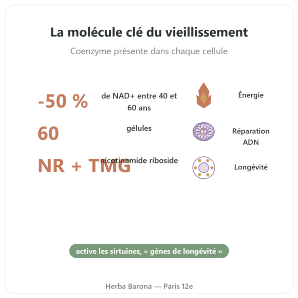 NAD+ – SIHO – Énergie Cellulaire & Longévité – 60 gélules bienfaits et chiffres Paris Herba Barona