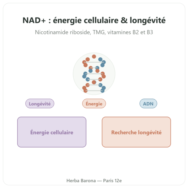 NAD+ – SIHO – Énergie Cellulaire & Longévité – 60 gélules presentation Paris Herba Barona
