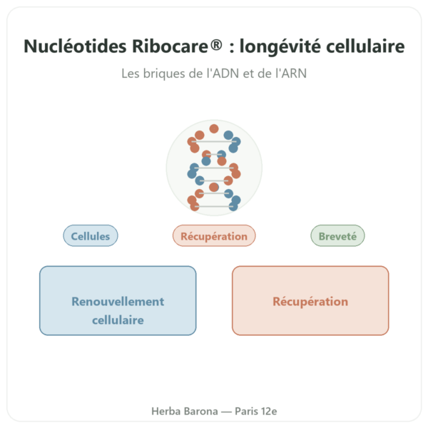 Nucléotides Ribocare® 600 mg – Dynveo – 60 gélules presentation Paris Herba Barona