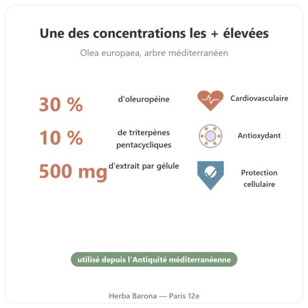 OLIFORCE-30 – Extrait feuilles d'Olivier à 30% oleuropeine 10% Triterpenes bienfaits et chiffres Paris Herba Barona