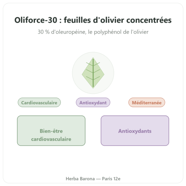 OLIFORCE-30 – Extrait feuilles d'Olivier à 30% oleuropeine 10% Triterpenes presentation Paris Herba Barona