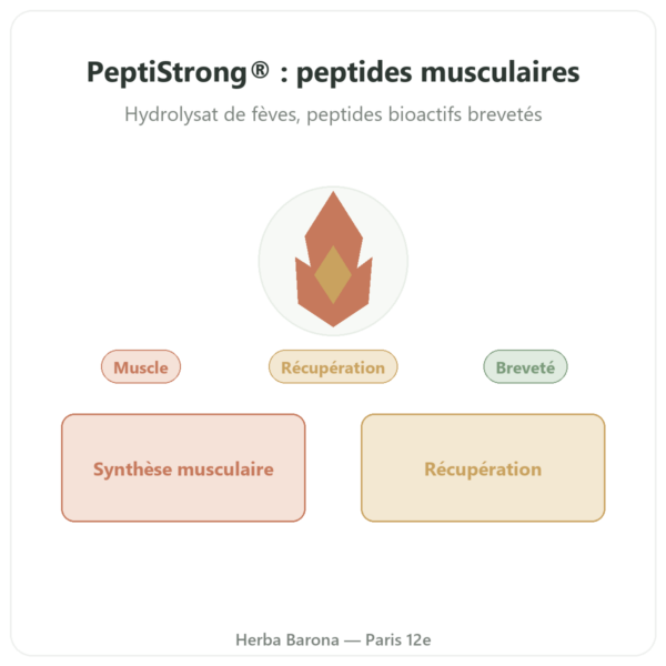 PeptiStrong® – Dynveo -120 gélules presentation Paris Herba Barona