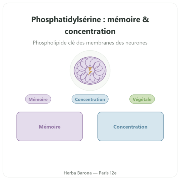 Phosphatidylsérine végétale – Dynveo – 100 mg – 60 gélules presentation Paris Herba Barona