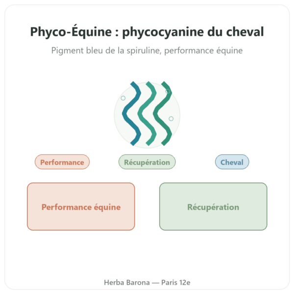 Phyco-Équine 21 gélules - phycocyanine performance cheval presentation Paris Herba Barona