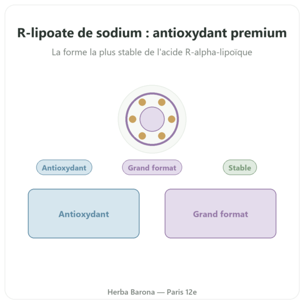 R-lipoate de Sodium 300mg – Dynveo – 300 Gélules presentation Paris Herba Barona