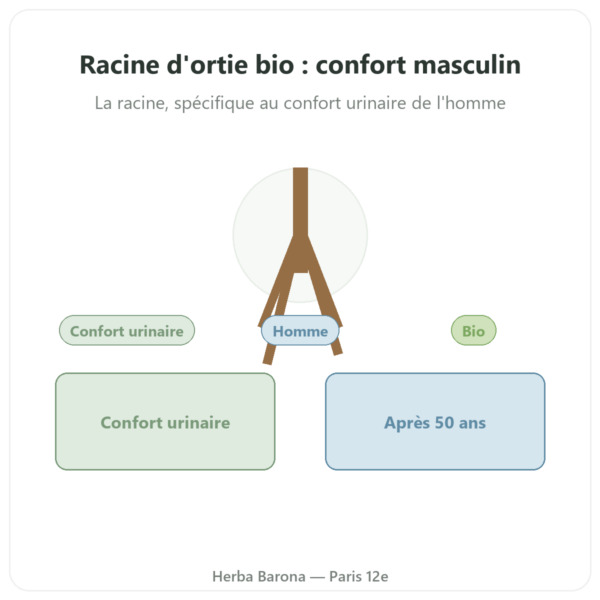 Racine d’Ortie Bio – Dynveo – Extrait 4:1 – 60 gélules presentation Paris Herba Barona