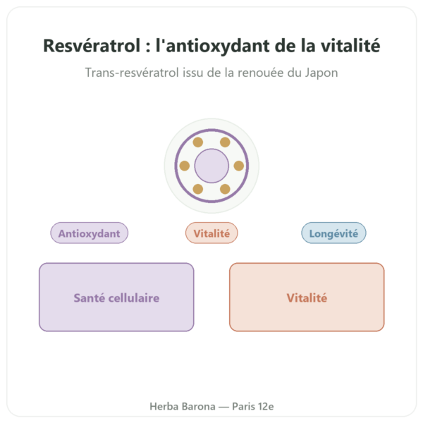 Resveratrol 300 mg 60 gélules DYNVEO presentation Paris Herba Barona