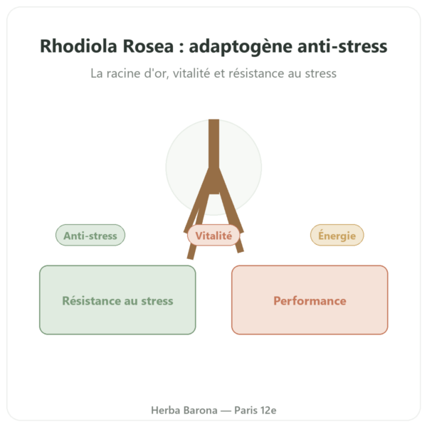 Rhodiola Rosea – Dynveo – 60 gélules – Adaptogène presentation Paris Herba Barona