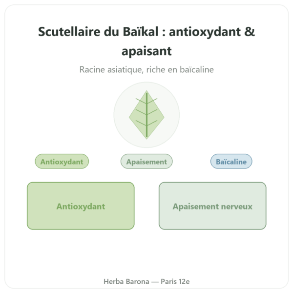 Scutellaria Baicalensis 500mg – Dynveo – 60 gél. presentation Paris Herba Barona