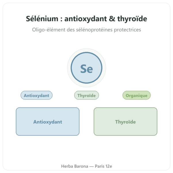 Selenium – Dynveo – 60 gélules presentation Paris Herba Barona