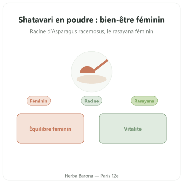 Shatavari poudre – Ayur-vana – 150 g presentation Paris Herba Barona