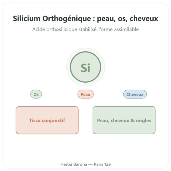 Silicium Orthogénique nature 50 mg – flacon de 60 gélules presentation Paris Herba Barona