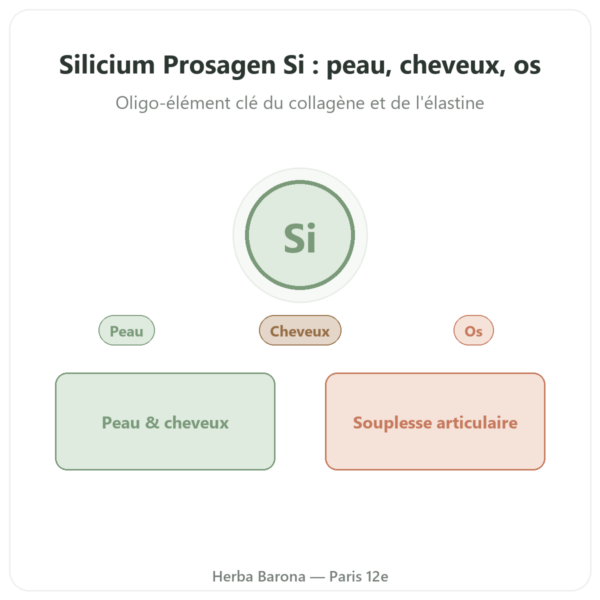 Silicium Prosagen Si Dynveo 60 gélules presentation Paris Herba Barona