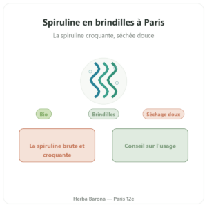 Spiruline en brindille
