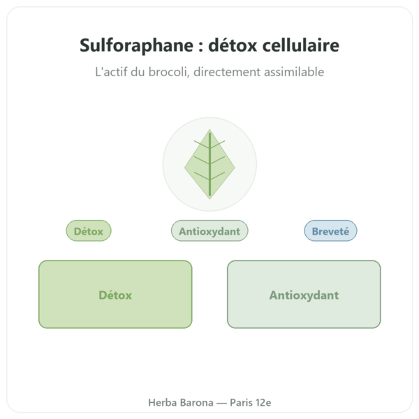 Sulforaphane – Extrait de brocolis – Dynveo – 100 mg presentation Paris Herba Barona