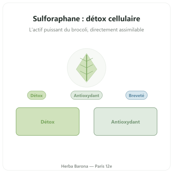 Sulforaphane – Extrait de brocolis – Dynveo – 200 mg presentation Paris Herba Barona
