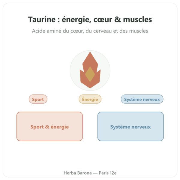 Taurine – Dynveo – 60 Gélules presentation Paris Herba Barona