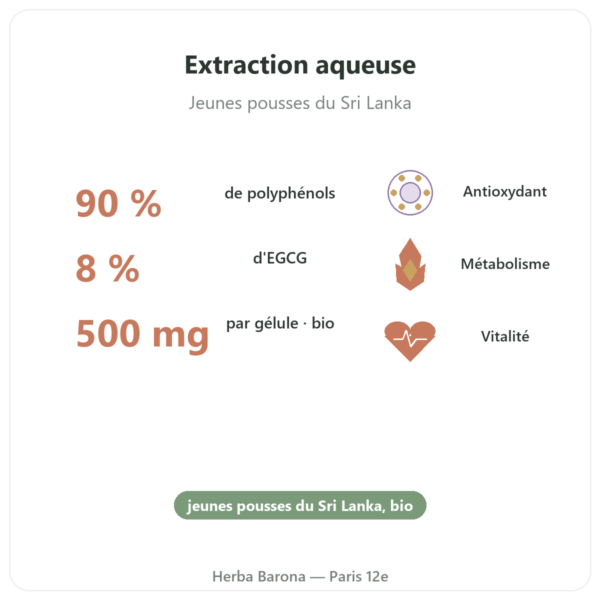 Thé Vert bio – 60 gélules 500 mg 90% polyphénols – Dynveo bienfaits et chiffres Paris Herba Barona
