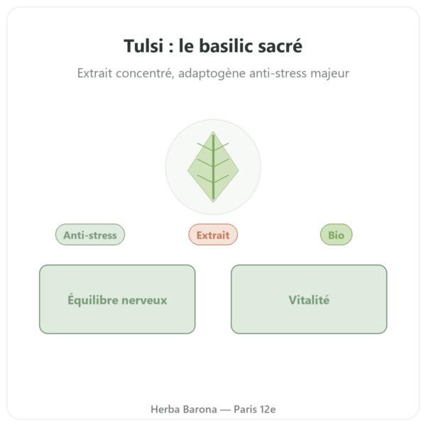 Tulsi Extrait Bio (basilic sacré) 60 gélules Ayur-vana presentation Paris Herba Barona