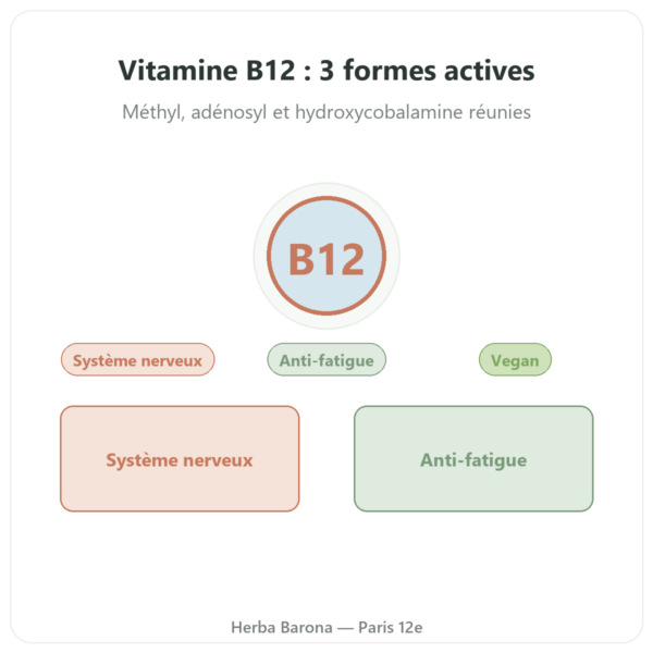 Vitamine B12 Dynveo 60 gélules 250ug 3 formes actives presentation Paris Herba Barona