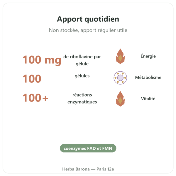 Vitamine B2 Riboflavine Now Foods 100mg 100 gélules bienfaits et chiffres Paris Herba Barona
