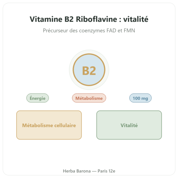 Vitamine B2 Riboflavine Now Foods 100mg 100 gélules presentation Paris Herba Barona