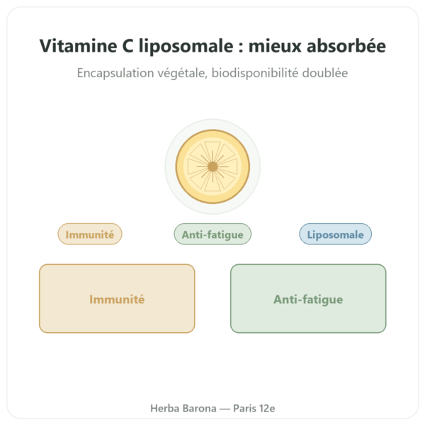 Vitamine C liposomale – 60 gélules – Dynveo presentation Paris Herba Barona