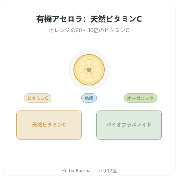 アセロラ BIO – 60カプセル – 500 mg – Dynveo presentation Paris Herba Barona