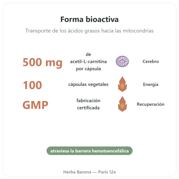 Acetil-L-Carnitina 500 mg – NOW Foods – 100 Cápsulas Vegetales beneficios y datos clave Paris Herba Barona