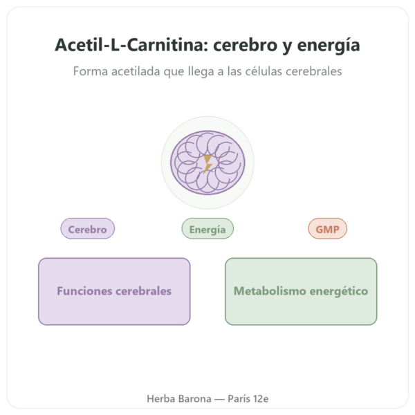 Acetil-L-Carnitina 500 mg – NOW Foods – 100 Cápsulas Vegetales presentación Paris Herba Barona