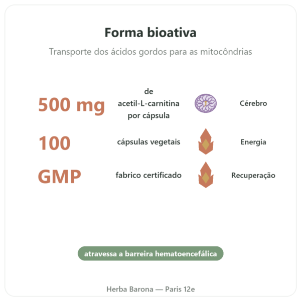Acetil-L-Carnitina 500 mg – NOW Foods – 100 cápsulas vegetais benefícios e dados principais Paris Herba Barona