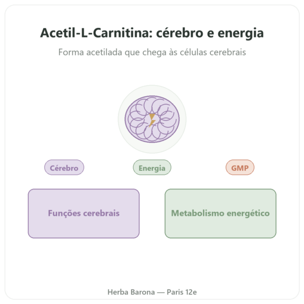 Acetil-L-Carnitina 500 mg – NOW Foods – 100 cápsulas vegetais apresentação Paris Herba Barona