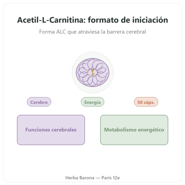 Acetil-L-Carnitina 500 mg – NOW Foods – 50 Cápsulas Vegetales presentación Paris Herba Barona