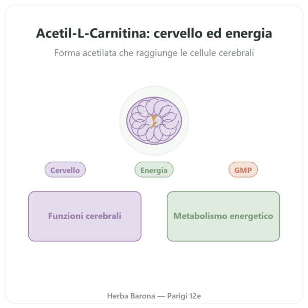 Acetil-L-Carnitina 500 mg – NOW Foods – 100 Capsule Vegetali presentazione Paris Herba Barona