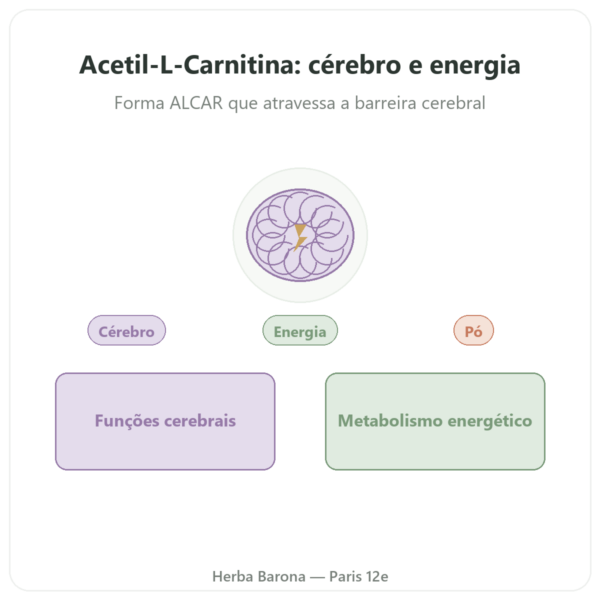 Acetil-L-Carnitina em Pó Pura – 85g – Now Foods apresentação Paris Herba Barona