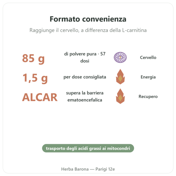 Acetil-L-Carnitina Polvere Pura – 85g – Now Foods benefici e dati chiave Paris Herba Barona