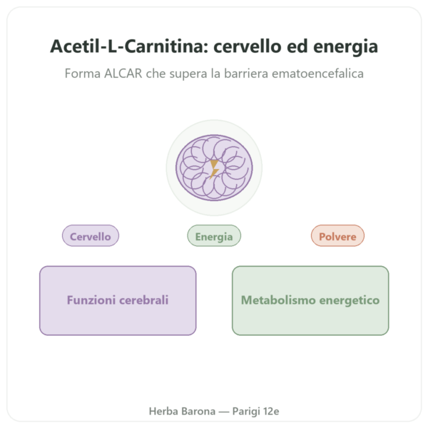 Acetil-L-Carnitina Polvere Pura – 85g – Now Foods presentazione Paris Herba Barona
