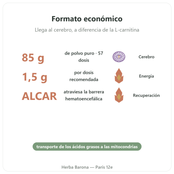 Acetil-L-Carnitina en Polvo Puro – 85 g – Now Foods beneficios y datos clave Paris Herba Barona