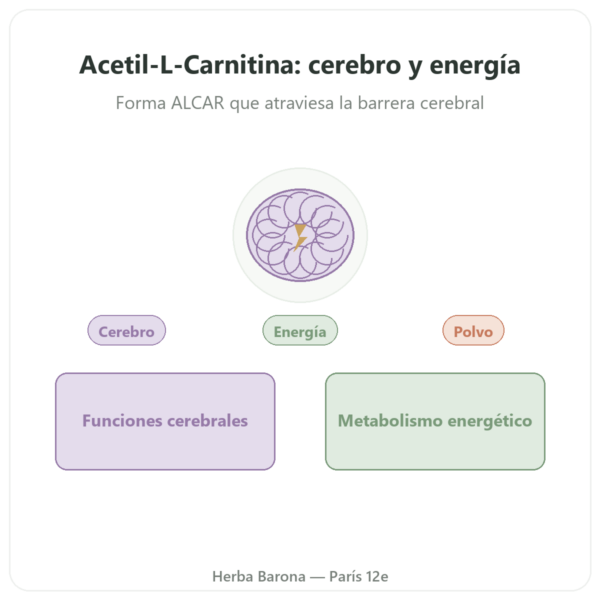 Acetil-L-Carnitina en Polvo Puro – 85 g – Now Foods presentación Paris Herba Barona